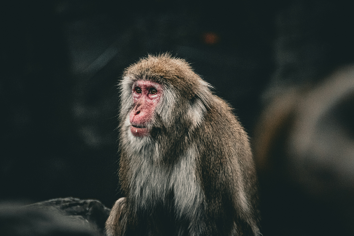 Central Park Zoo (©Leandro Suarez)