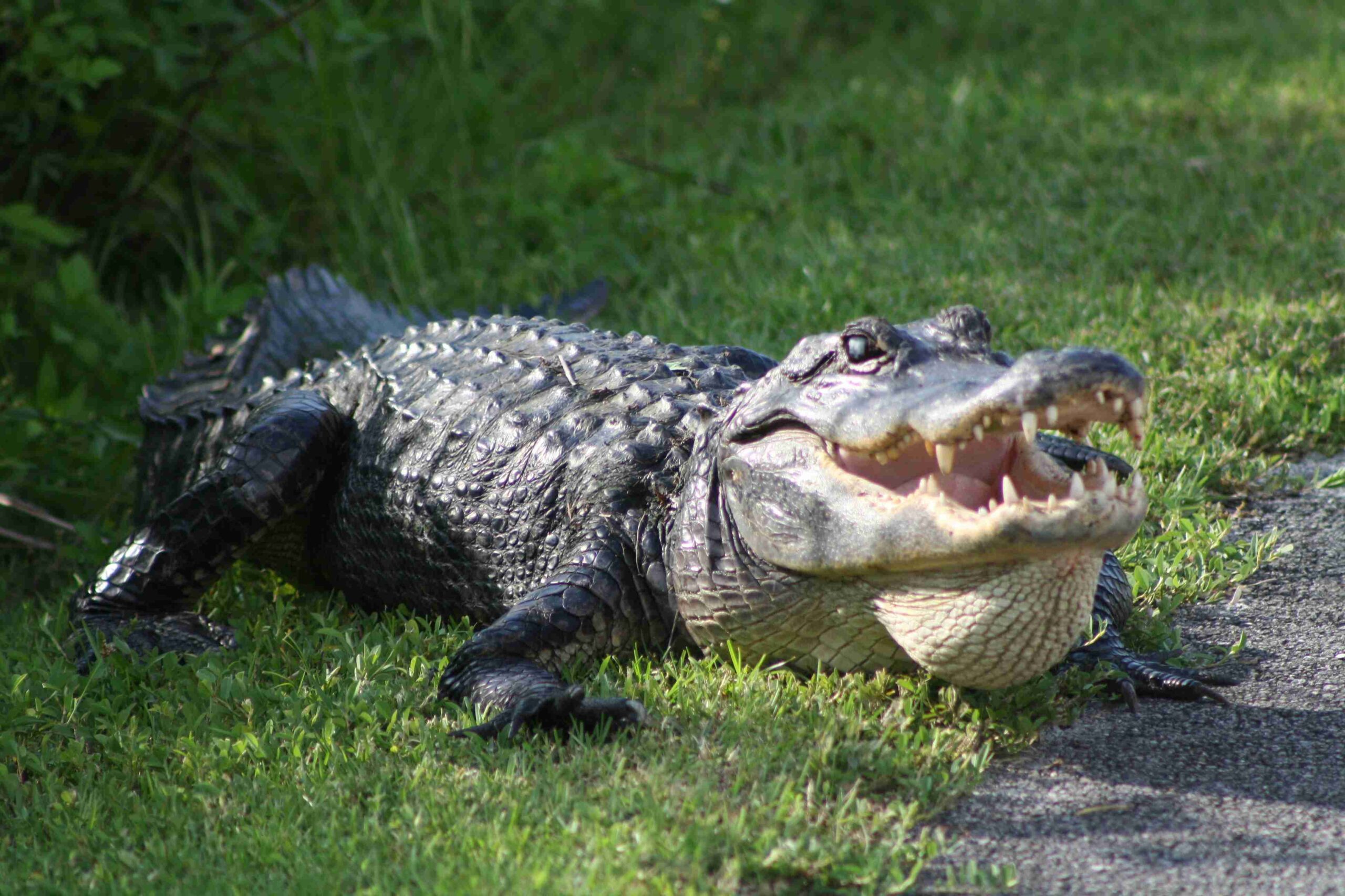 Gator (©Adam Kubin)